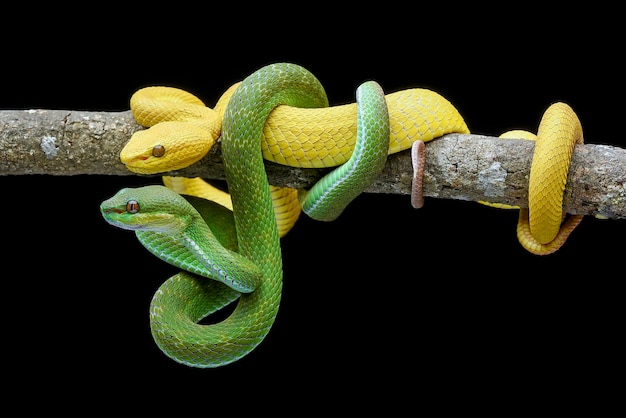 Yellow viper on a tree branch