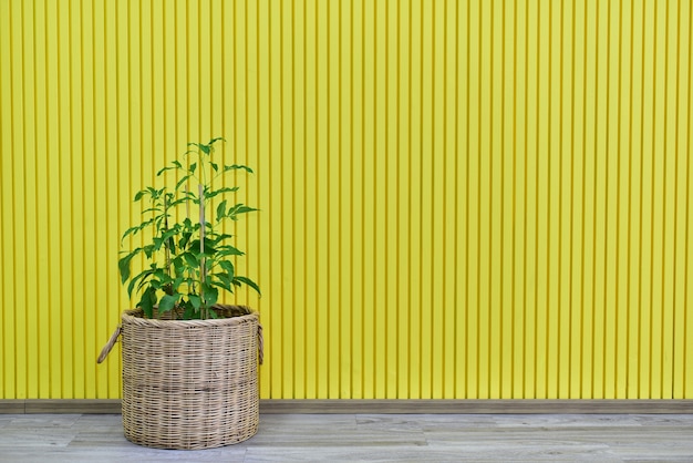 желтый узор стены и ваза цветы гостиной.