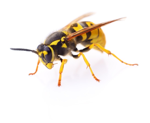 Yellow wasp isolated on a white background