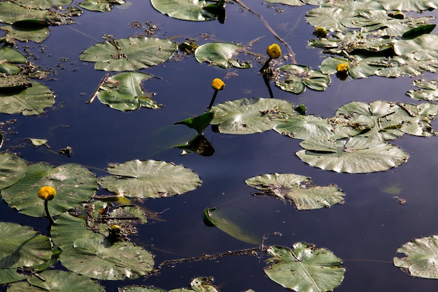 Желтые водные цветы Nuphar Lutea