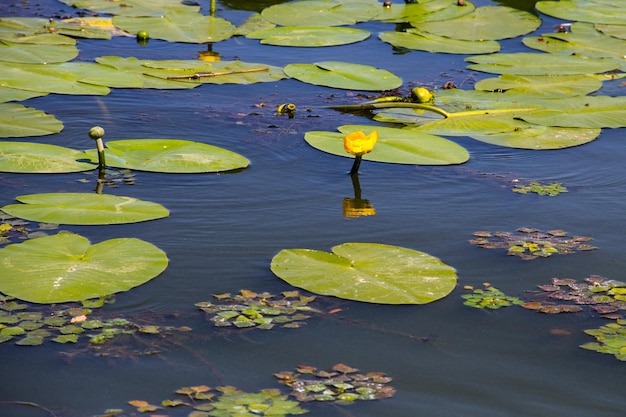 Желтые водные цветы Nuphar Lutea