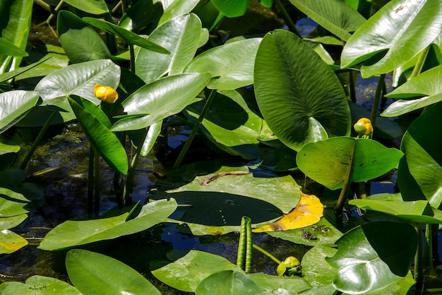 Yellow water flowers Nuphar Lutea