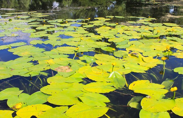 Yellow water flowers Nuphar Lutea