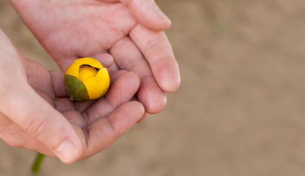 Yellow water lily bud in the palms, with a blurred background