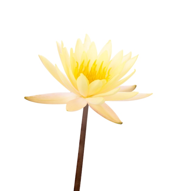 Yellow water lily isolated on white background