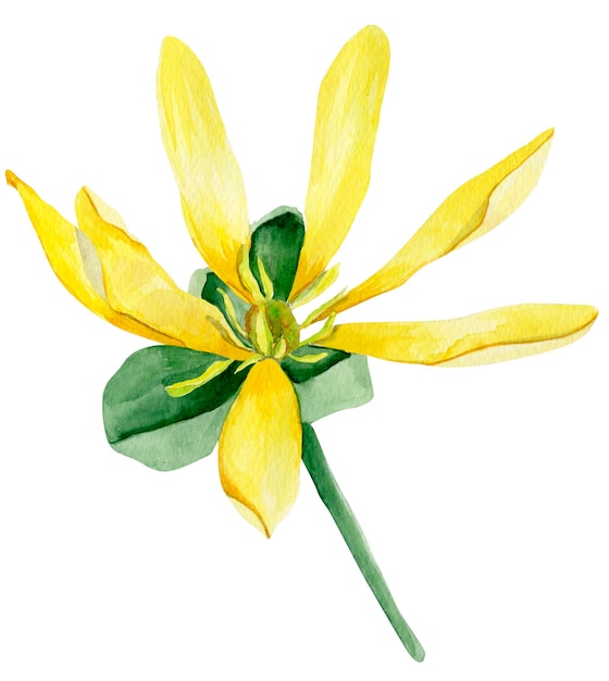 Yellow watercolor lily isolated illustration