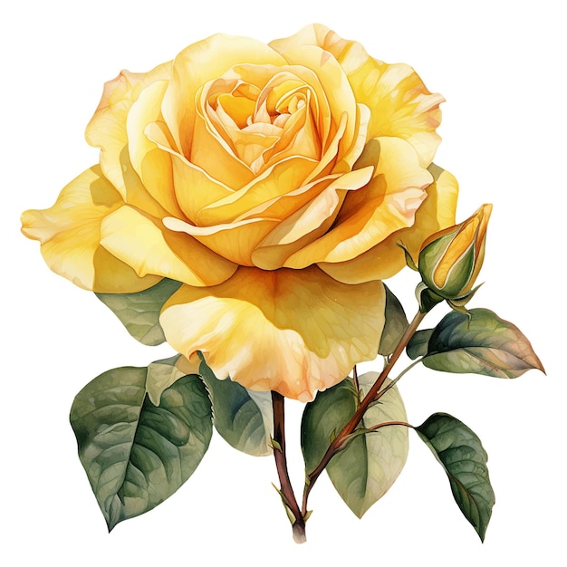 Yellow watercolor rose flower isolated on white background Generated AI