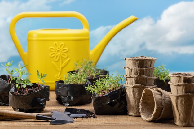 Annaffiatoio giallo per annaffiare i microgreens sullo sfondo del cielo azzurro con nuvole trapianto di piantine in vasi di torba concetto di giardinaggio primavera