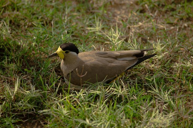 Yellow wattled lapwing hatching its eggs in Udawalawa Sri Lanka