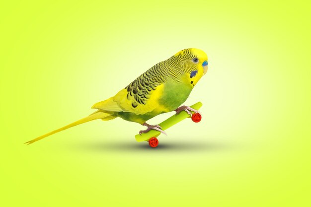 Yellow wavy parrot with plastic toy skateboard on lime background