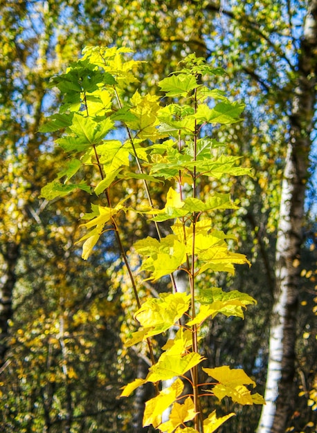 Желтые клиновидные листья в осеннем парке