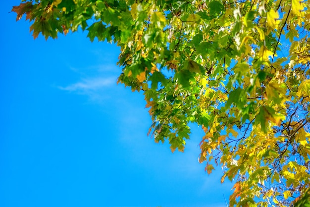 Yellow wedge leaves in the autumn park