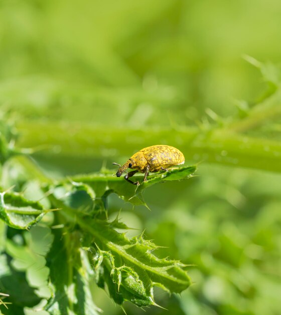 Photo yellow weevil beetle