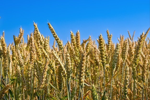 yellow wheat against the blue sky