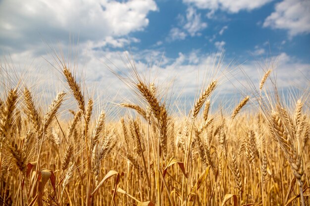 Yellow wheat against the sky Ukraine