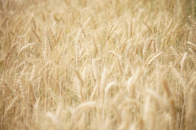 Yellow wheat barley rice growing in paddy field in farmland