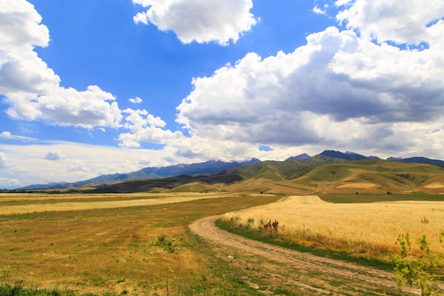 Yellow wheat field against the background of mountains and blue sky