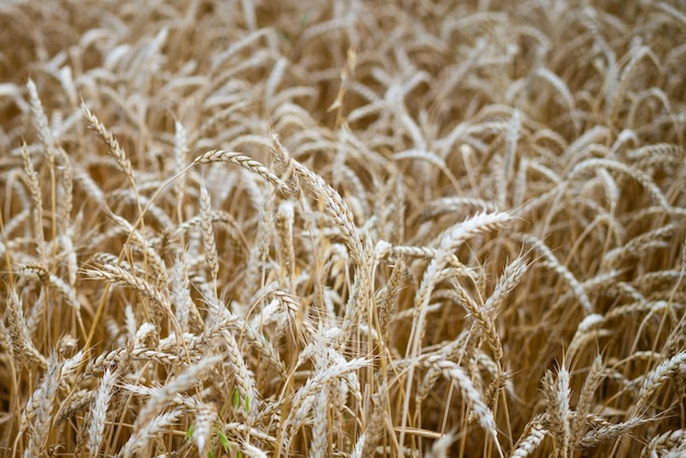 Yellow wheat field beautiful spikelets close up soft focus