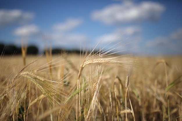 The yellow wheat field under the blue sky in the summer in Ukraine