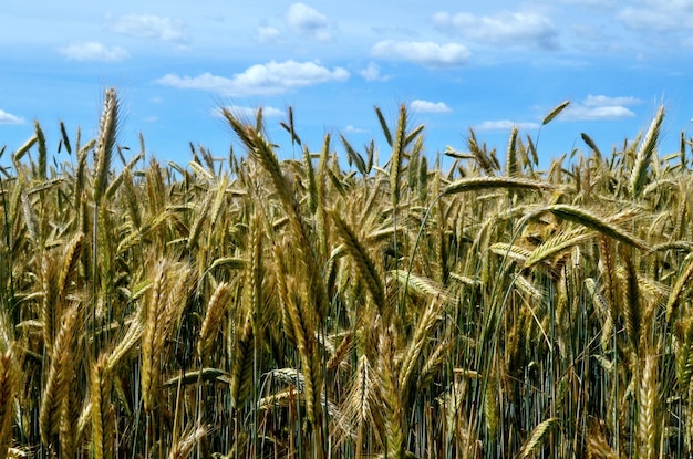 Yellow wheat field and blue sky