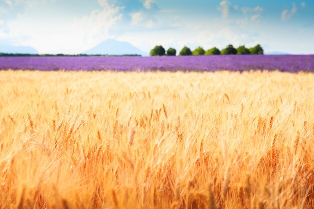 Valensole Provence France의 노란 밀밭 배경의 라벤더 밭 선택적 초점 여름 풍경