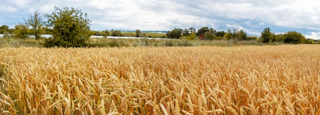 Yellow wheat field with ripe ears and trees and sky in the distance