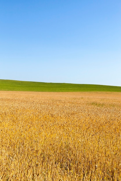 Yellow wheat and green grass on intersecting agricultural fields