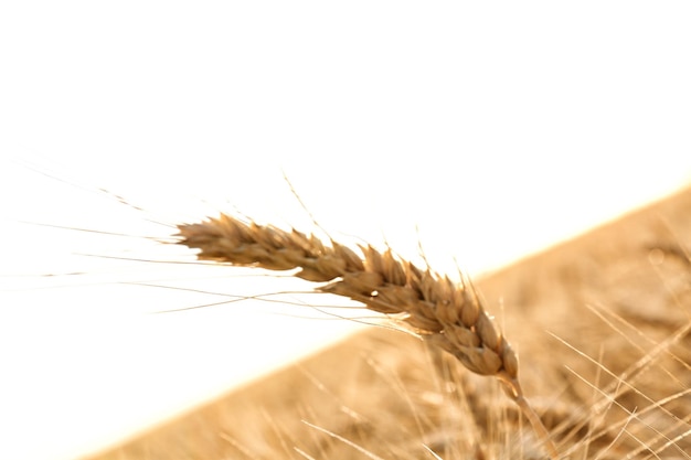 Желтый колос пшеницы в поле крупным планом