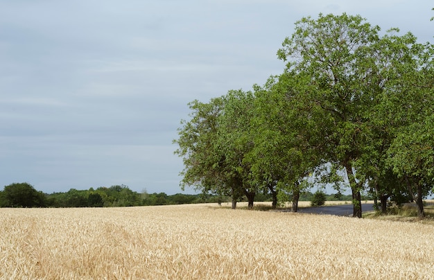 Yellow wheat spikelets in a field