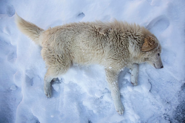 A yellow and white abandoned homeless dog lies sadly on the snow