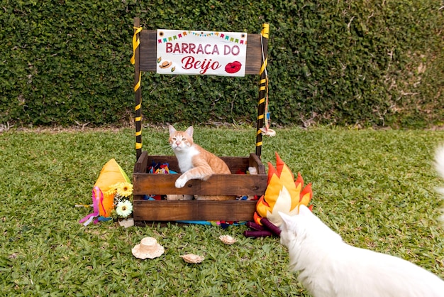 Yellow and white cats in brazilian june party festa junina pet Translation kissing tent