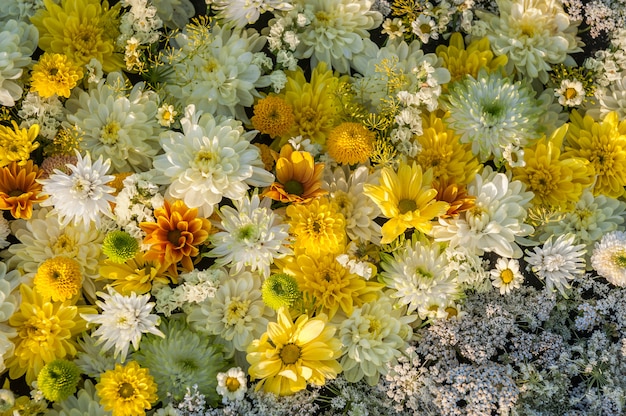 Желтые и белые цветы хризантемы