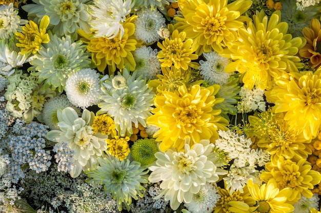 Yellow and white chrysanthemum flowers