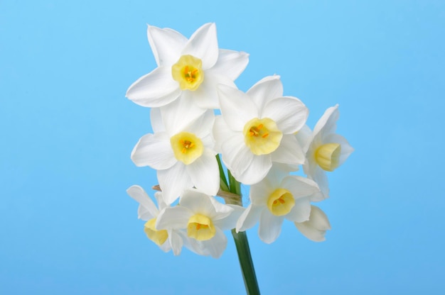 yellow and white daffodils on blue background