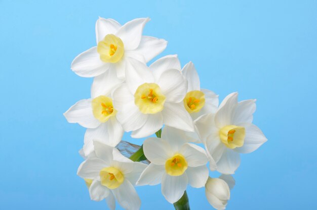 Yellow and white daffodils on blue background