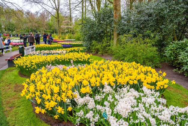 キューケンホフ公園LisseHollandオランダの黄色と白の水仙