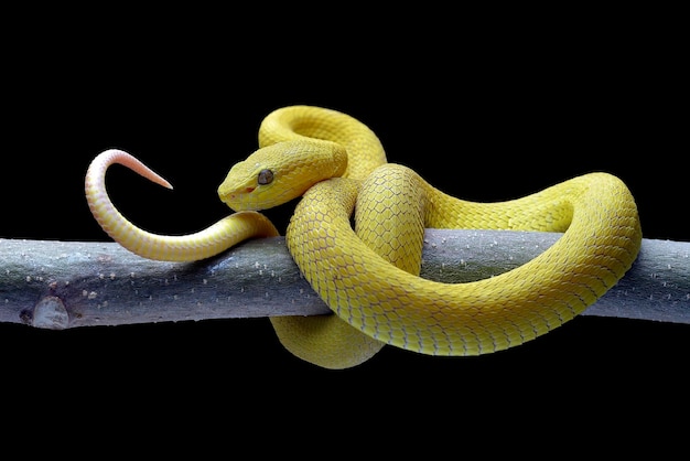 Yellow white-lipped pit viper on black background