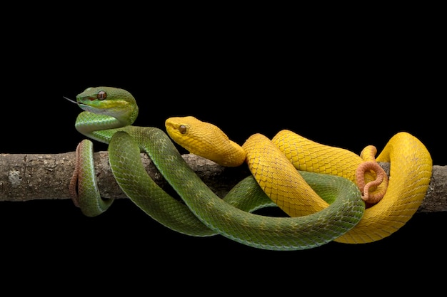 Желтая белогубая гадюка и Trimeresurus insularis на ветке