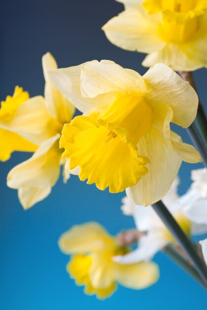 Foto narciso giallo e bianco sull'azzurro