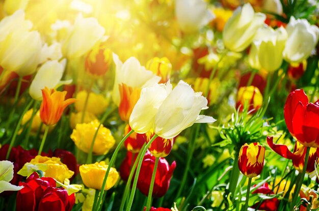 Yellow and white tulip flowers