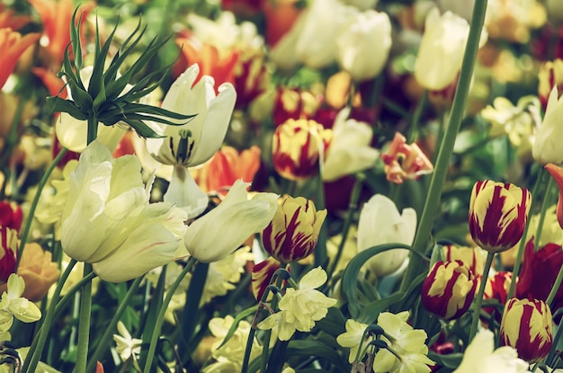 Yellow and white tulip flowers