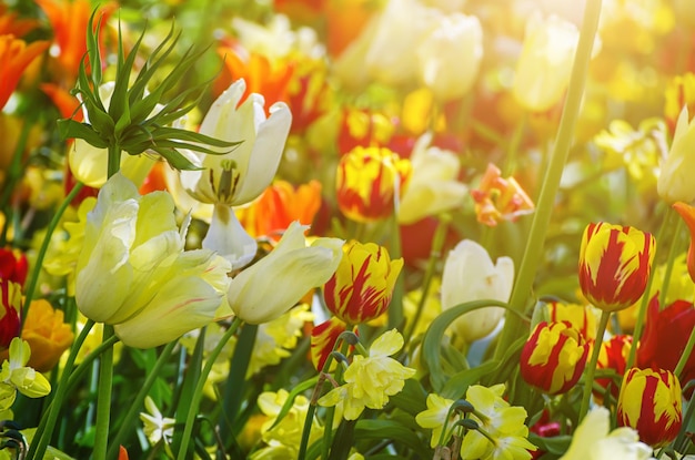 Fiori di tulipano gialli e bianchi