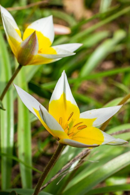 자연 배경 정원에서 꽃이 만발한 노란색과 흰색 튤립 타다