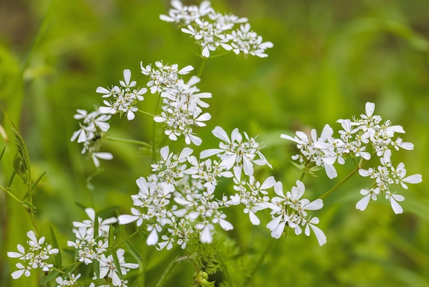 緑の草に対して黄色と白の野生の花をクローズ アップ