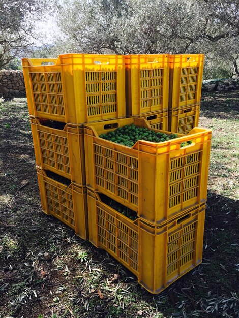 Yellow wicker basket on grass