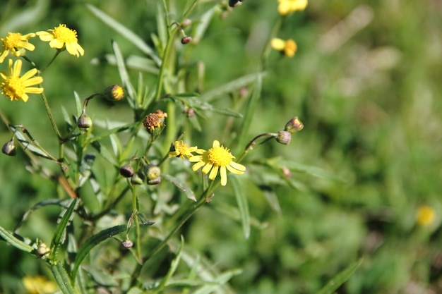 yellow wild flowers in summer