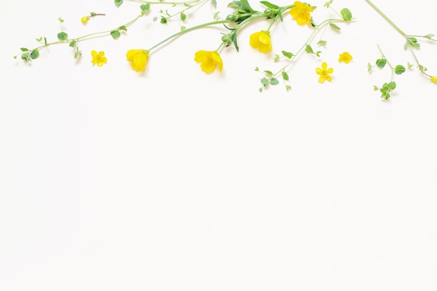 Yellow wild flowers on white background