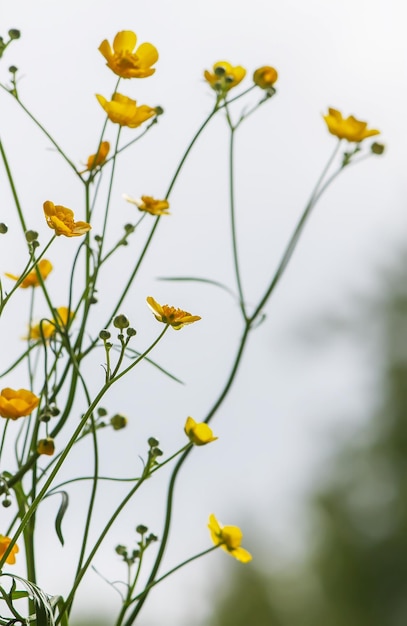 노란색 야생 Ranunculus 꽃입니다.