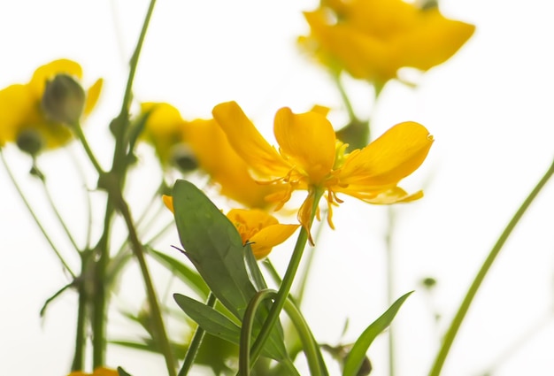 Yellow wild ranunculus flowers.