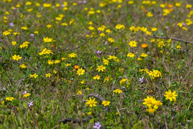 Yellow wild spring flowers on a meadow